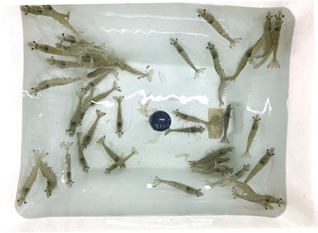 Whiteleg shrimp, Litopenaeus vannamei, in experimental tank at AquaBioTech Group’s facilities.